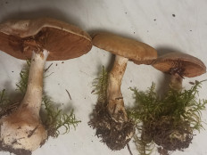 Гриб из москва