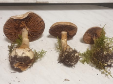 Гриб из москва