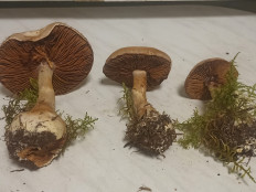 Гриб из москва