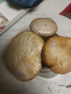 Гриб из москва