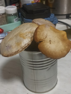 Гриб из москва