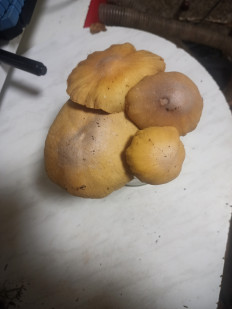 Гриб из москва