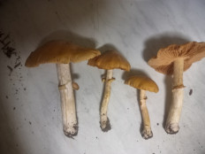 Гриб из москва