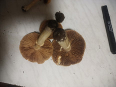 Гриб из москва