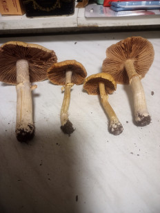 Гриб из москва