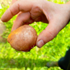 Гриб из Киров