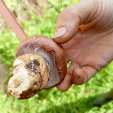 Гриб из Киров