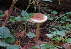 Поплавок желто-коричневый