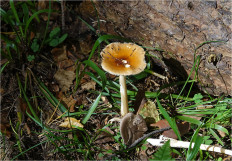 Поплавок желто-коричневый