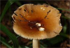 Поплавок желто-коричневый