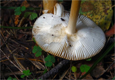 Поплавок желто-коричневый