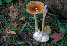 Поплавок желто-коричневый