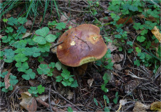 Польский гриб