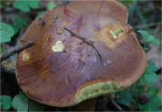 Польский гриб