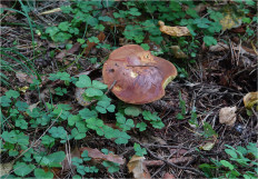 Польский гриб