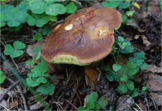 Польский гриб