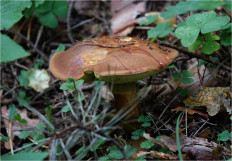 Польский гриб