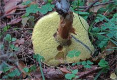 Польский гриб