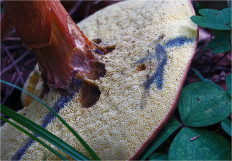 Польский гриб