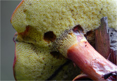 Польский гриб