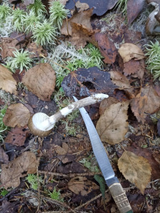 Гриб из Москва