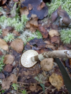 Гриб из Москва