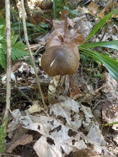 Гриб из Москва