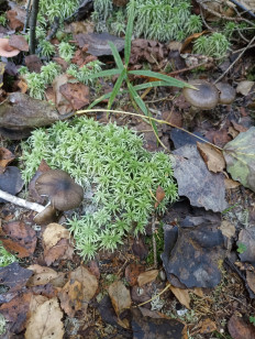 Гриб из Москва