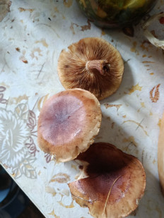 Гриб из Хакасия, г. Саяногорск