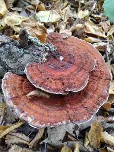 Daedaleopsis tricolor - Дедалеопсис трехцветный