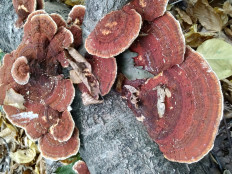 Daedaleopsis tricolor - Дедалеопсис трехцветный