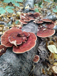 Daedaleopsis tricolor - Дедалеопсис трехцветный