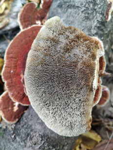 Daedaleopsis tricolor - Дедалеопсис трехцветный