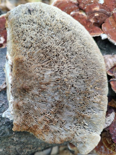 Daedaleopsis tricolor - Дедалеопсис трехцветный