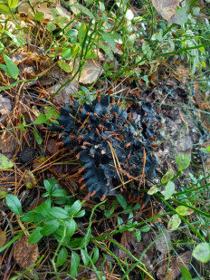 Гриб из Екатеринбург