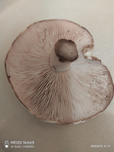 Гриб из Пенза