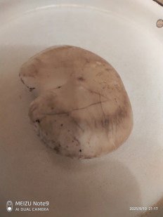 Гриб из Пенза