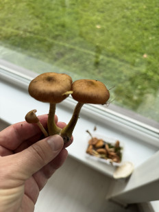 Гриб из Ленинградская область