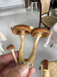 Гриб из Ленинградская область