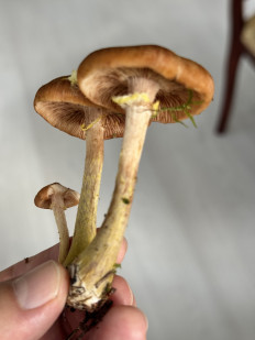 Гриб из Ленинградская область