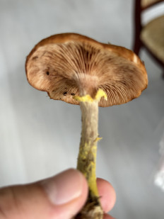 Гриб из Ленинградская область