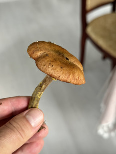 Гриб из Ленинградская область