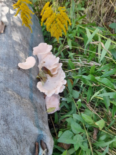 Гриб из Vladivostok