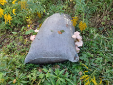 Гриб из Vladivostok