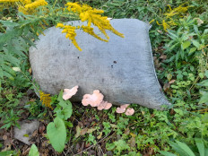 Гриб из Vladivostok