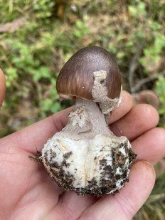 Amanita porphyria - Мухомор порфировый