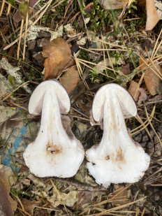 Amanita porphyria - Мухомор порфировый