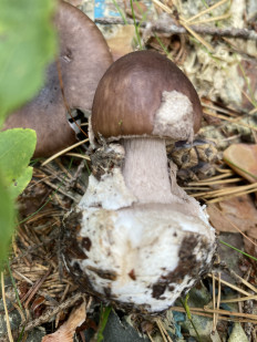 Amanita porphyria - Мухомор порфировый