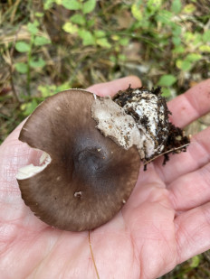 Amanita porphyria - Мухомор порфировый