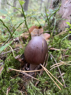 Amanita porphyria - Мухомор порфировый